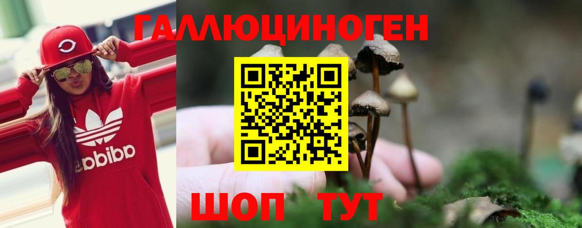 Псилоцибиновые грибы Psilocybe Черкесск